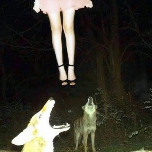 spookybands falling asleep while i'm driving Lyrics and ratings Rate Your Music